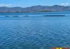 湖中奇缘：小鲫鱼的勇敢救援与团队的团结协作