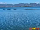 湖中奇缘：小鲫鱼的勇敢救援与团队的团结协作