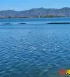 湖中奇缘：小鲫鱼的勇敢救援与团队的团结协作