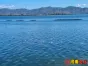 湖中奇缘：小鲫鱼的勇敢救援与团队的团结协作
