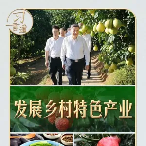 习言道｜从荔枝园到柚子园，习近平不变的牵挂